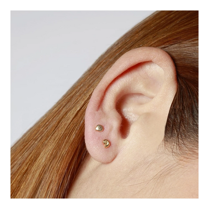 Arete concha de mar